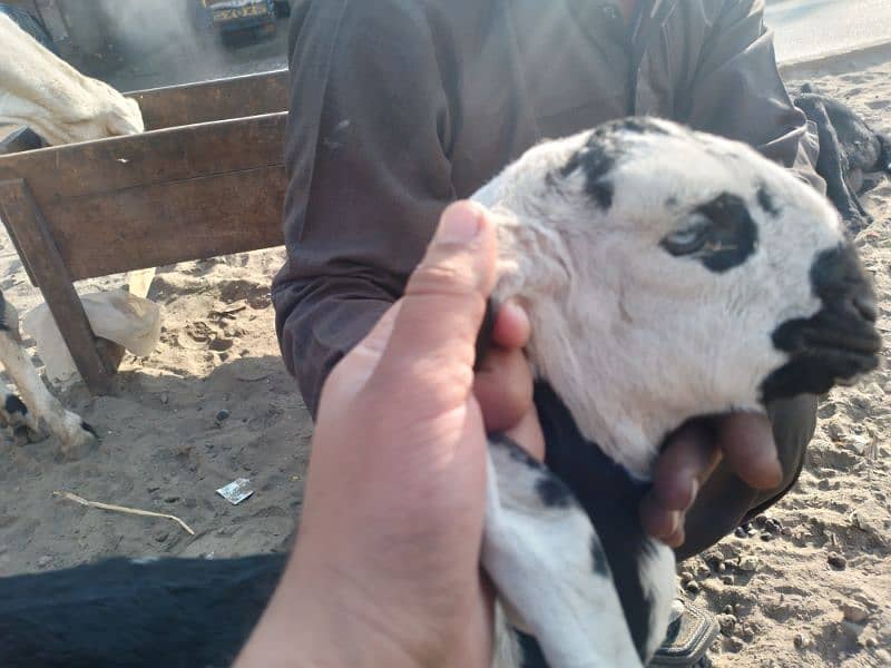 Bakri and one month female kid 7