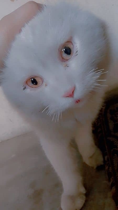 white cat 3