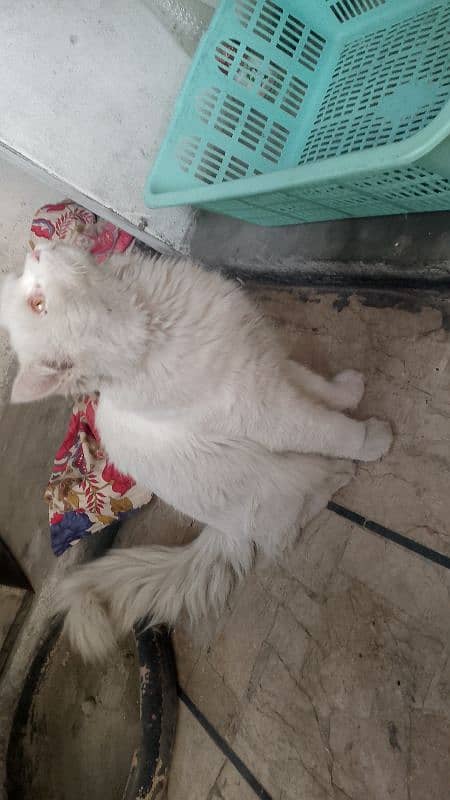 white cat 4