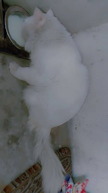 white cat 5