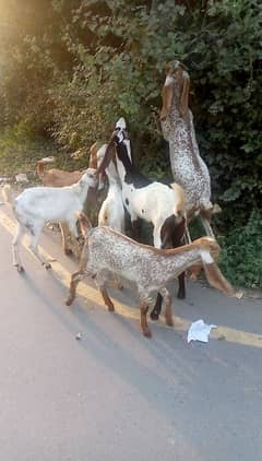 pure makhi cheeni Goats / 5 goats for sale /Bakriyan