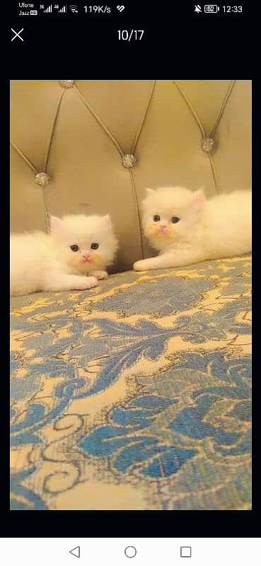 free Cod Persian good quality kittens up for sale 1