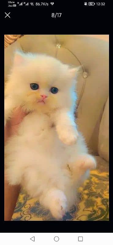 free Cod Persian good quality kittens up for sale 2