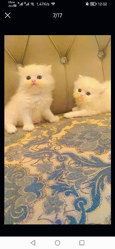 free Cod Persian good quality kittens up for sale 3