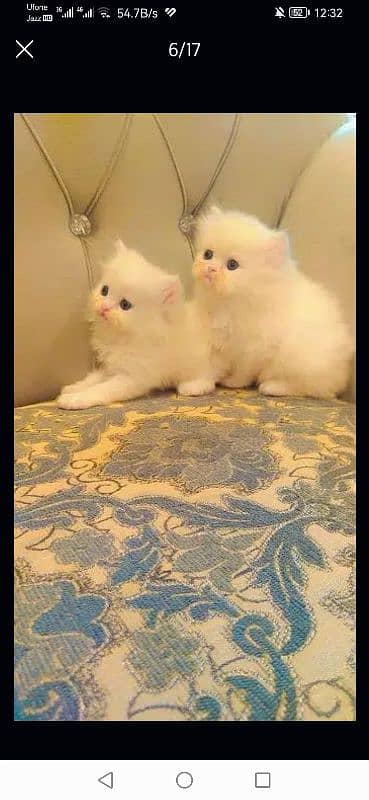 free Cod Persian good quality kittens up for sale 5