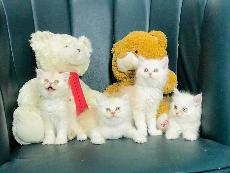 free Cod Persian good quality kittens up for sale 6