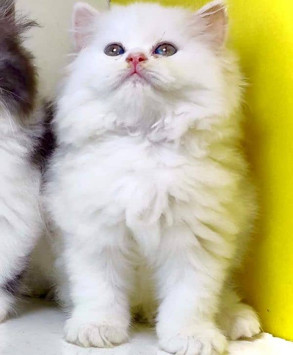 free Cod Persian good quality kittens up for sale 8