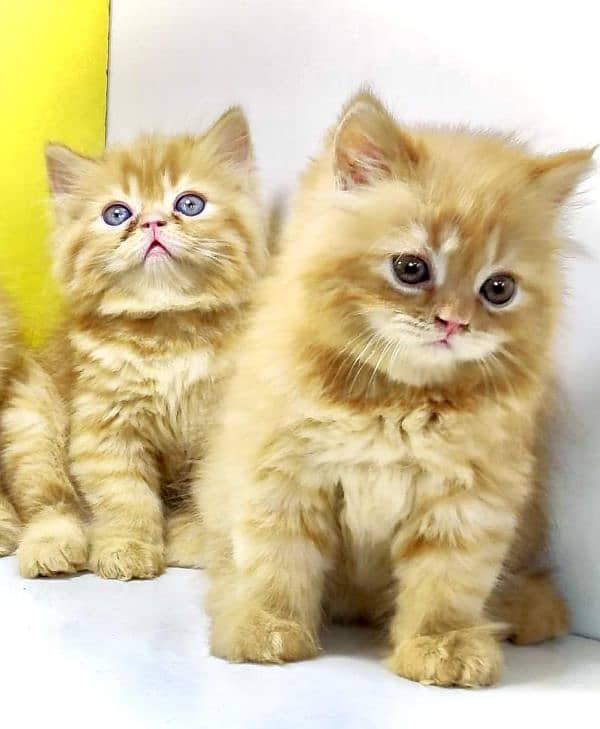 free Cod Persian good quality kittens up for sale 9