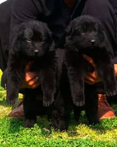 full Black German Shepard proper long coat pair for sale available