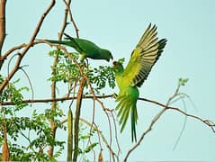 Raw parrot pair