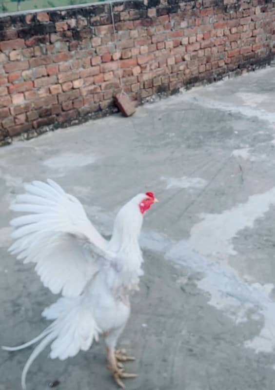 Paper White Heera male for sale 2