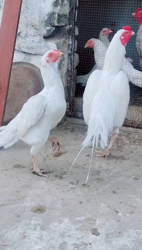 Paper White Heera male for sale 1