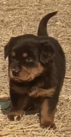 Rottweiler Male Puppy For Sale