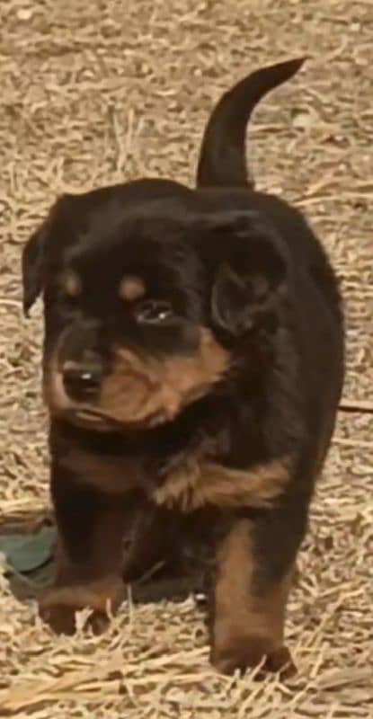 Rottweiler Male Puppy For Sale 0