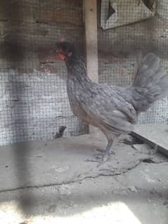 Female for sale