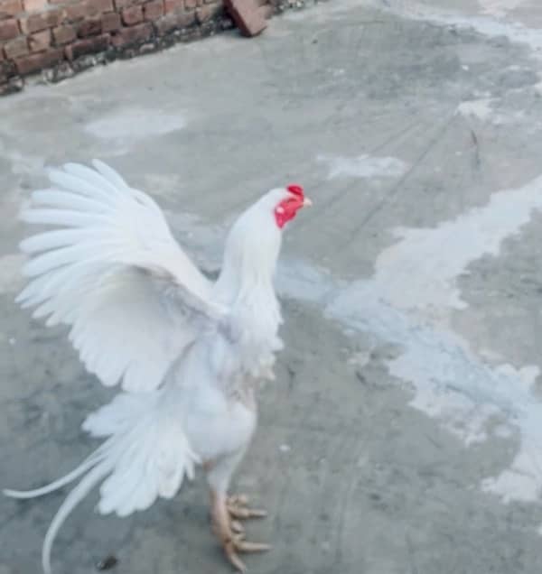 Paper White Heera male for sale 0