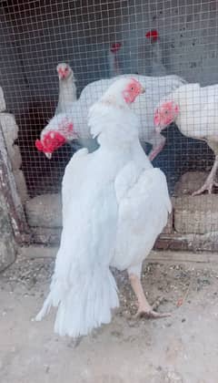 Paper white heera female