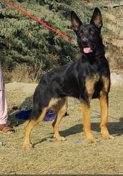 German Shepherd female full black mass 12 month for sale