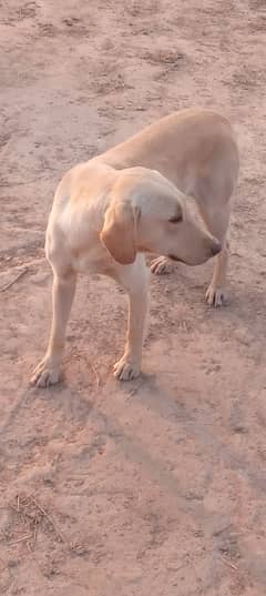 labrador retriver  skin colour