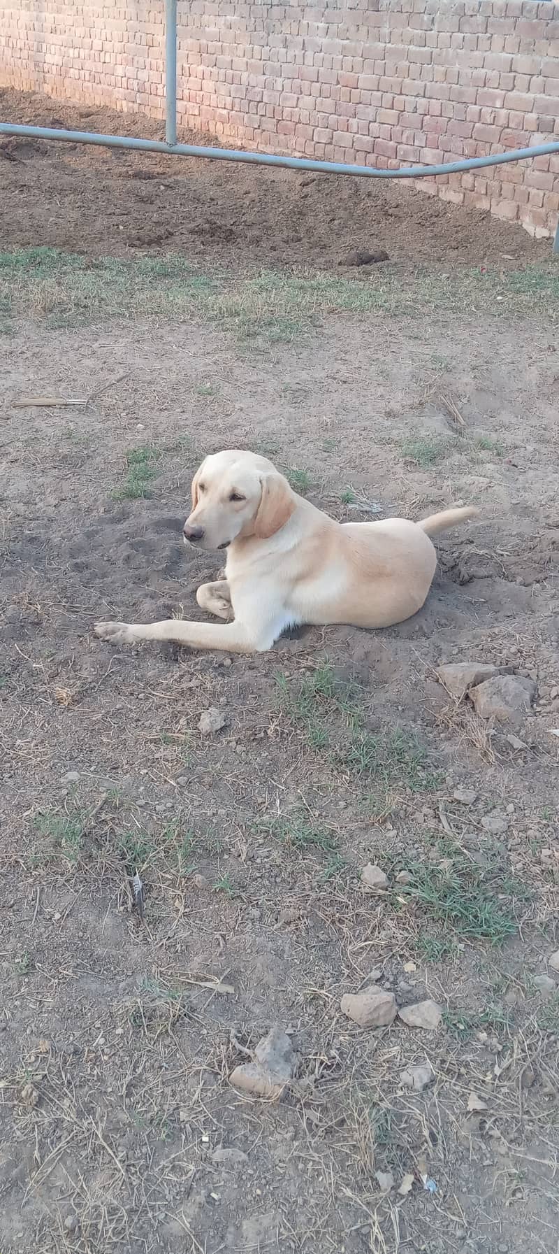 labrador retriver  skin colour 1