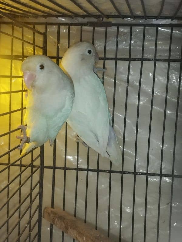 Birds Parrots Albino love birds 0321*6000426 5