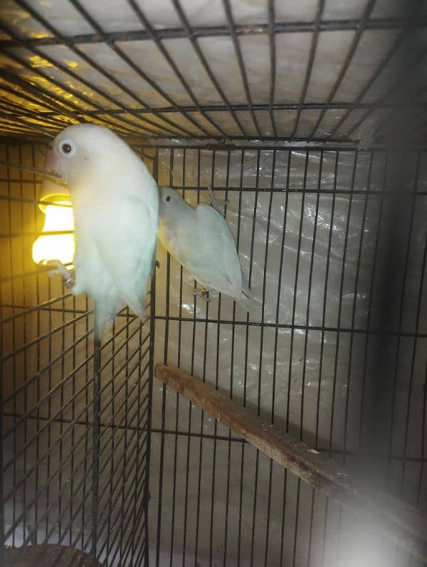 Birds Parrots Albino love birds 0321*6000426 6