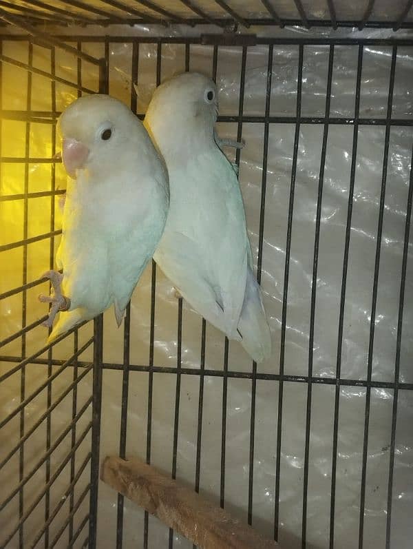 Birds Parrots Albino love birds 0321*6000426 7