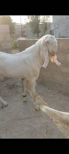 big size breeder male pure rajanpuri