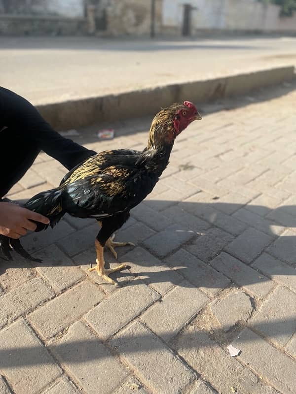 aseel murga sindhi breed 2