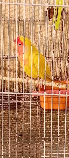 Male Lutino lovebird