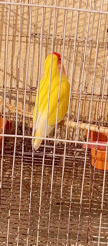 Male Lutino lovebird 1