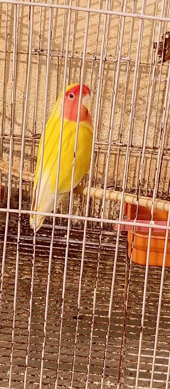 Male Lutino lovebird 2