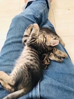 pair of male and femal persian kittens