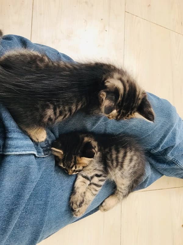 pair of male and femal semi persian kittens 3