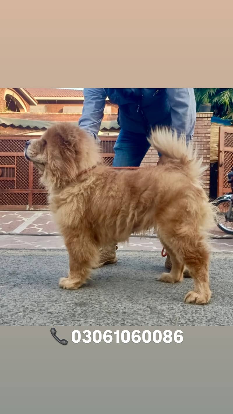 Imported Chow Chow Female For Sale 1