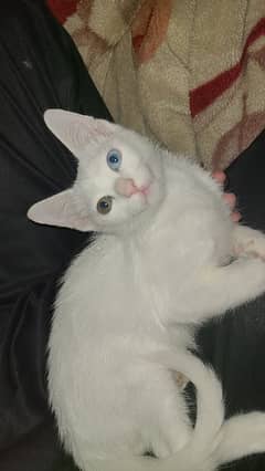 Persian Kitten odd eyes