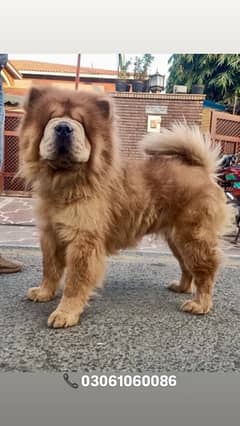 Imported Chow Chow Female For Sale