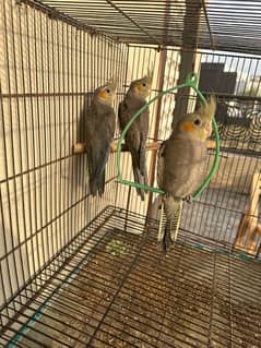 for sale 3 female cocktails   9 month each  breader