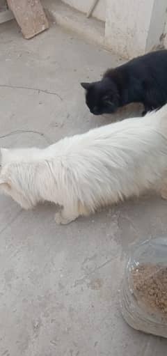 Persian 5th coat long hair white black pair cat pair