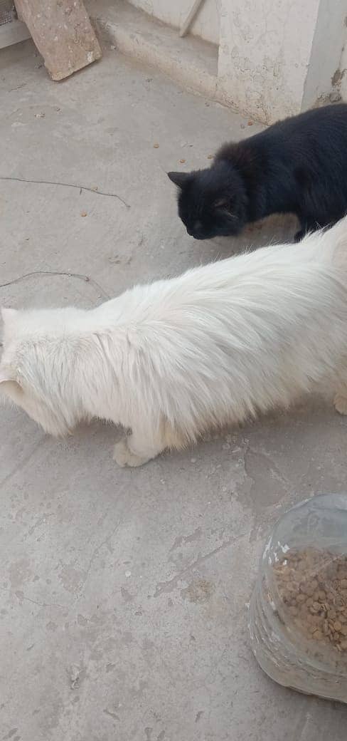 Persian 5th coat long hair white black pair cat pair 0