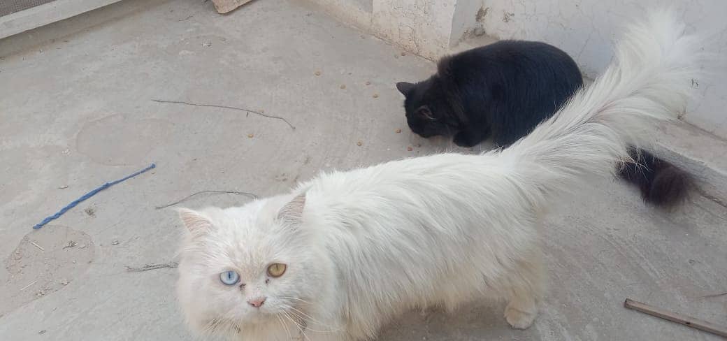 Persian 5th coat long hair white black pair cat pair 1