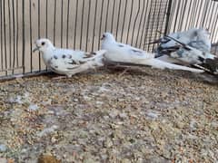 red pied , blue pied, diamond pied