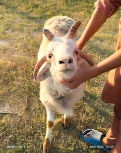 4 HORN SHEEP