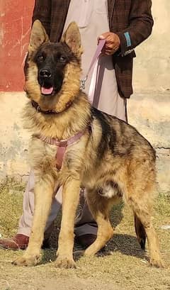 pure buagyary male age 10 month sequrty train for sale