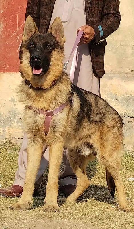 pure buagyary male age 10 month sequrty train for sale 0