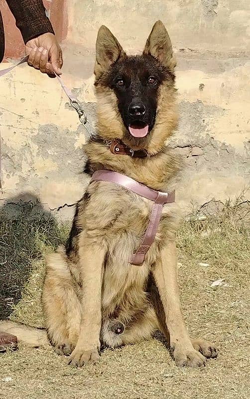 pure buagyary male age 10 month sequrty train for sale 1