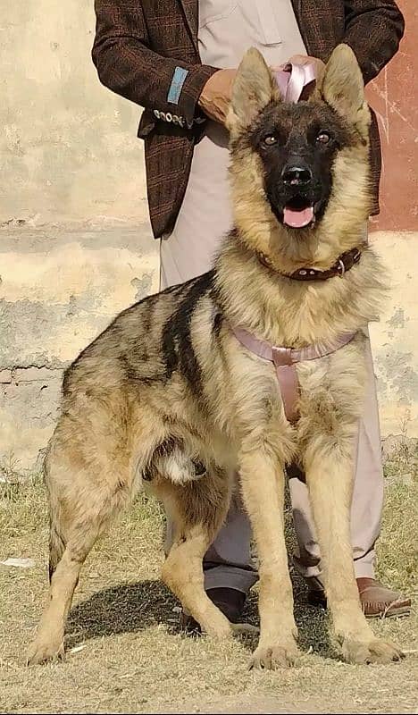 pure buagyary male age 10 month sequrty train for sale 2