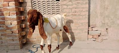 sindhi bakra qurbani k leya