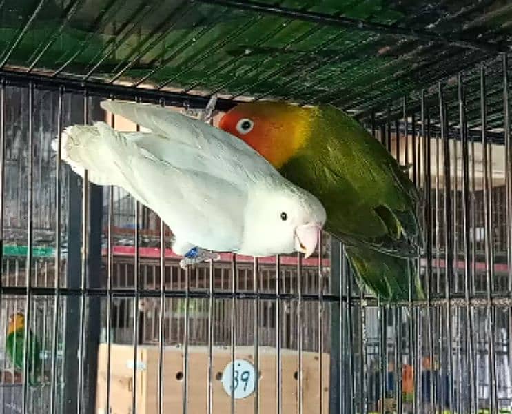 Love Birds Albino Parblue Green Fischer 03317862112 0