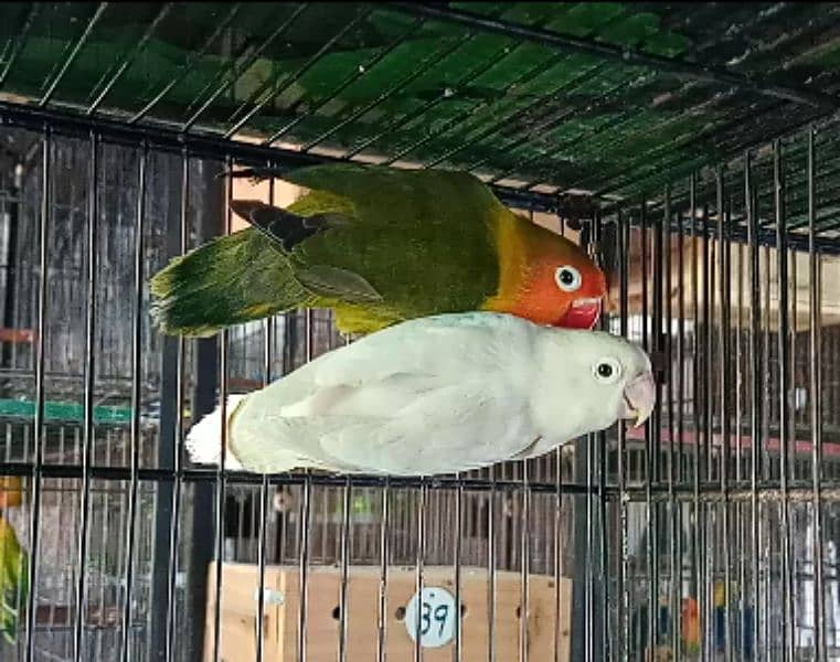 Love Birds Albino Parblue Green Fischer 03317862112 1